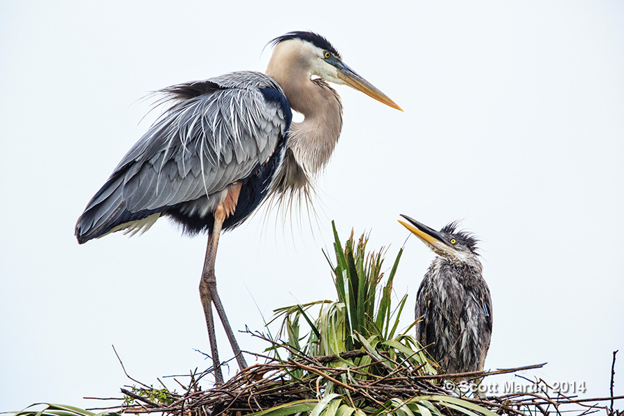 Great Blue Heron 38