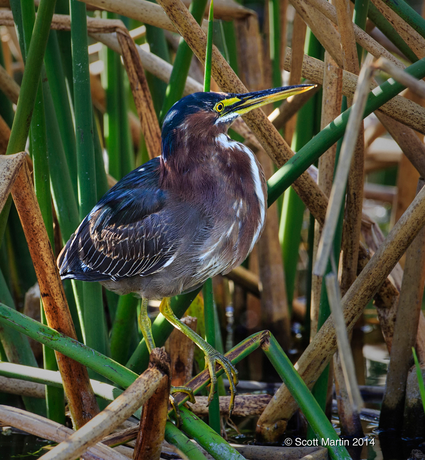 Green Heron 02