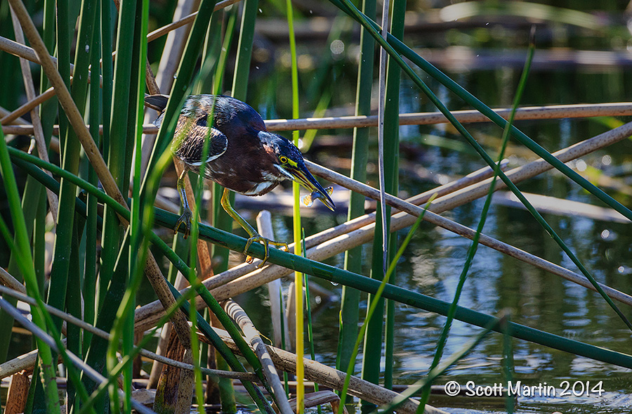 Green Heron 03