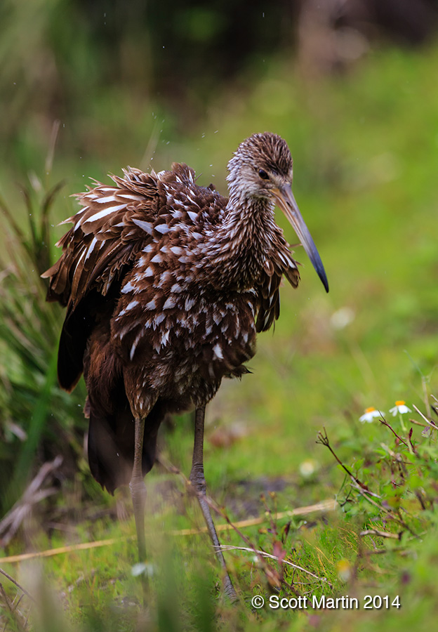 Limpkin 16