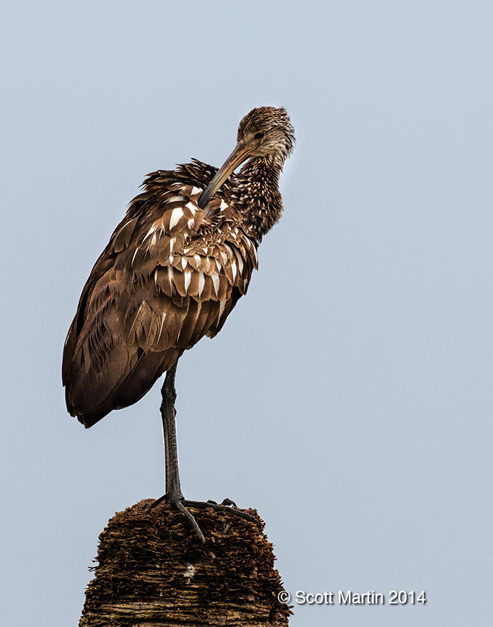 Limpkin 17