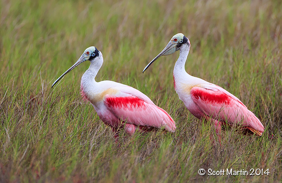 Roseate Spoonbill 13