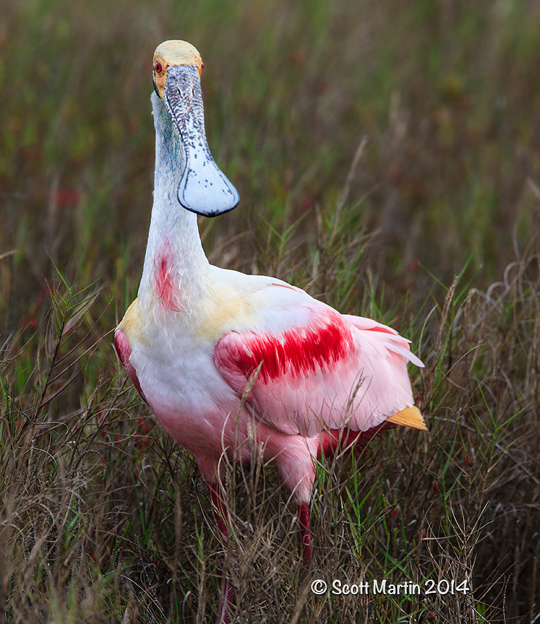 Roseate Spoonbill 14