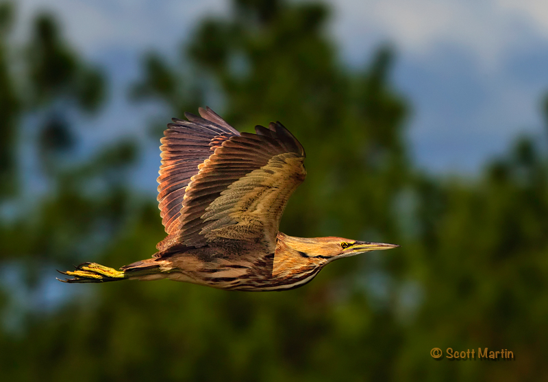 American Bittern 