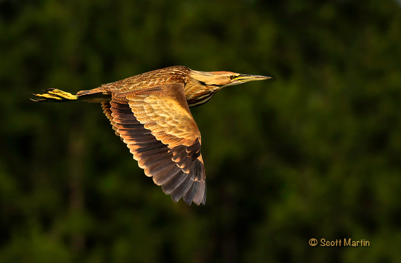 American Bittern