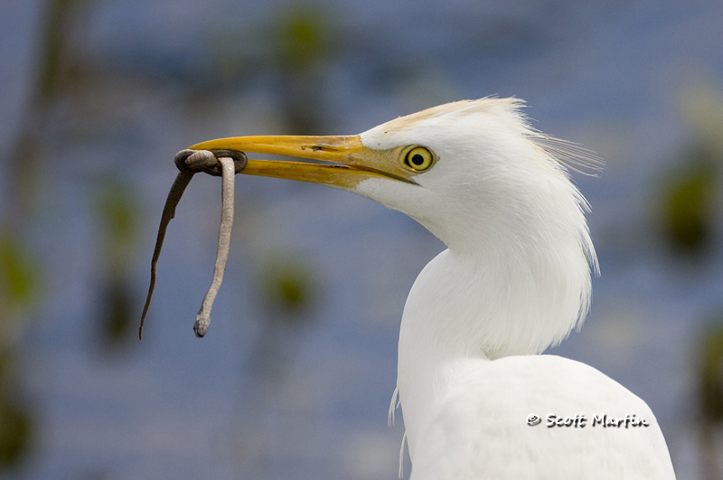 cattle-egret-02