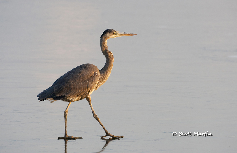 gbh-25