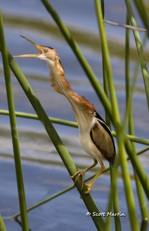 least-bittern-04