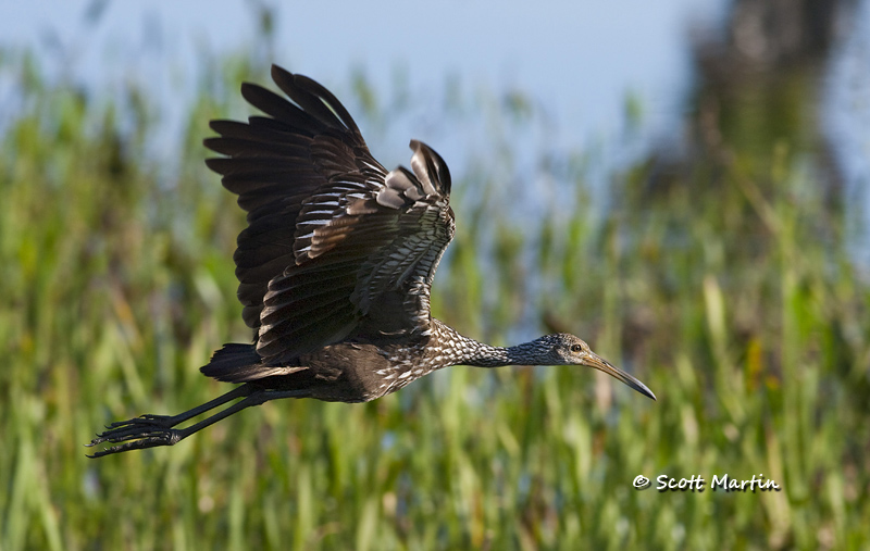 limpkin-09