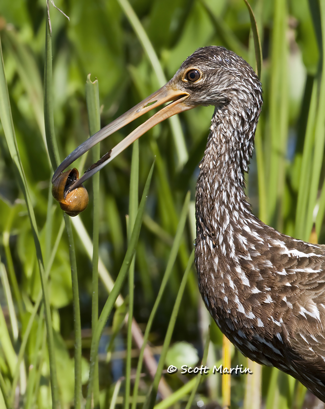 limpkin-14