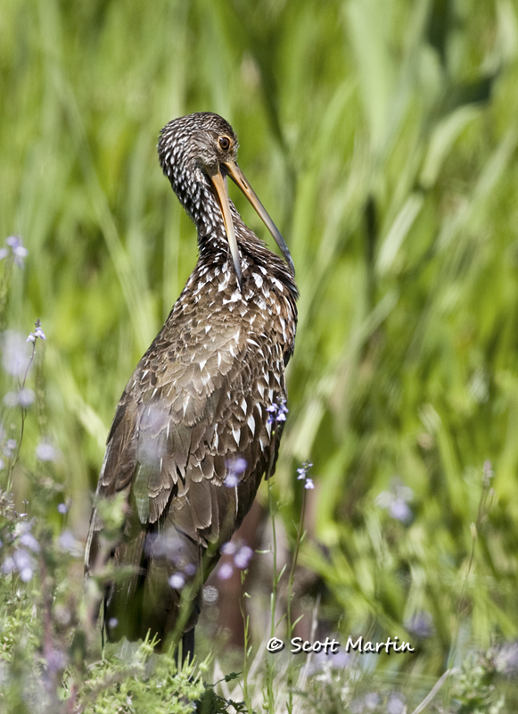 limpkin-15