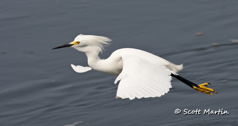 snowy-egret-16