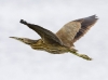 american-bittern-01