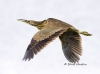 american-bittern-02