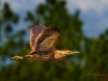 American Bittern 
