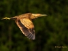 American Bittern