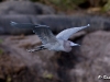 blue-heron-01