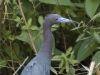 blue-heron-02