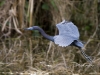 blue-heron-03