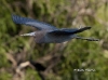 blue-heron-04