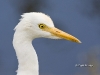 cattle-egret-01