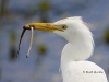 cattle-egret-02