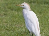 cattle-egret-03