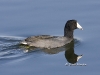coot-01