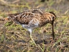 Wilsons Snipe 01