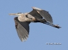 gbh-01