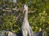 gbh-03