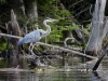 gbh-06