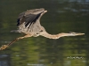 gbh-10