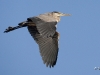 gbh-12
