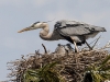 gbh-14