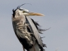 gbh-16