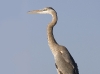 gbh-18