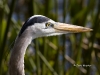gbh-19
