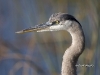 gbh-20