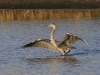 gbh-24