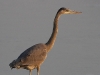 gbh-26