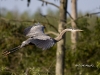 gbh-31
