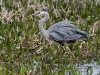 gbh-32