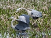 gbh-33