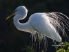 great-egret-01