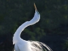 great-egret-02