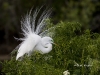 great-egret-03