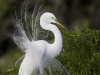 great-egret-04