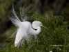 great-egret-05