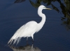 great-egret-06